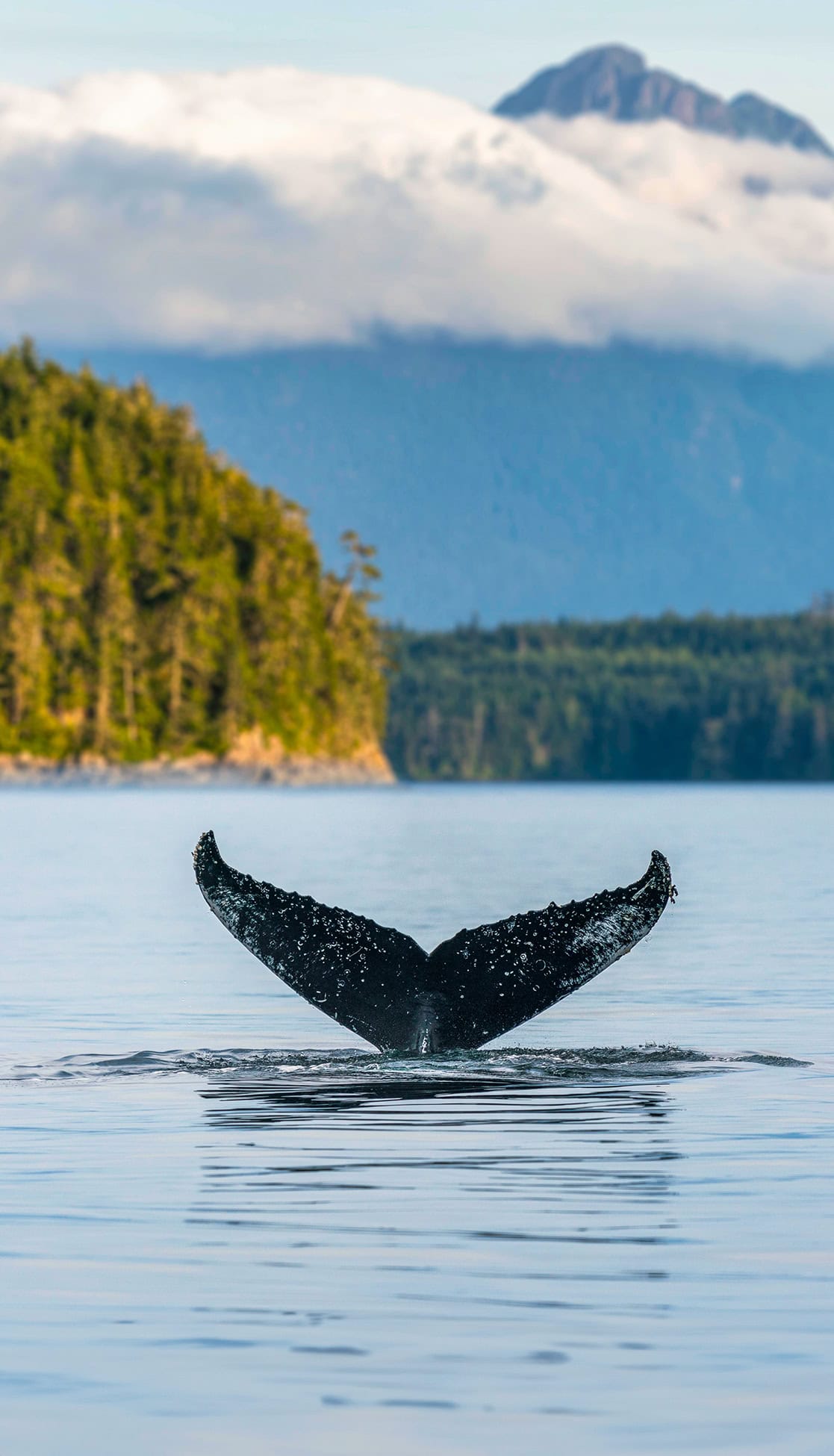A majestic whale tail gracefully rises above the water's surface near a forested shoreline, against a backdrop of towering mountains and soft clouds, creating a scene reminiscent of nature's own cruise collection.