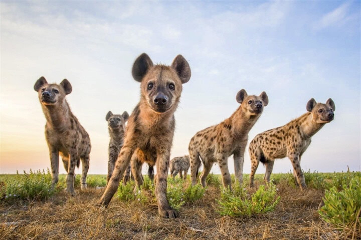 A group of five spotted hyenas stand together on grassy terrain under a clear sky, as if preparing for a guide-led trip through the savannah, with one hyena prominently in the foreground looking towards the camera.
