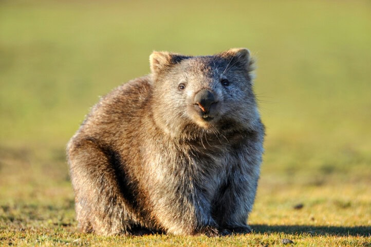 A wombat with thick, coarse fur stands on grassy ground in Tasmania, looking towards the camera, a perfect image for travel enthusiasts and tourism promotions.