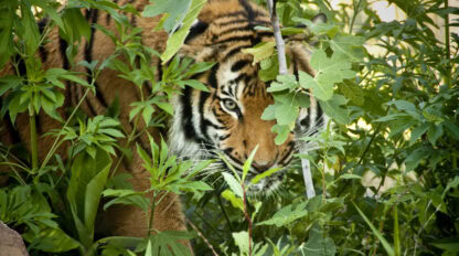 A tiger, one of the majestic big cats, partially hidden by dense green foliage, peers through the leaves with a focused expression.