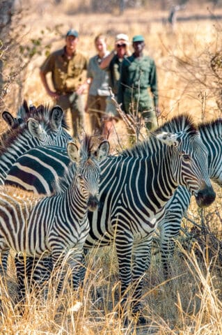 A group of zebras stands among dry grass, with four people on an adventure tour observing them in the background.