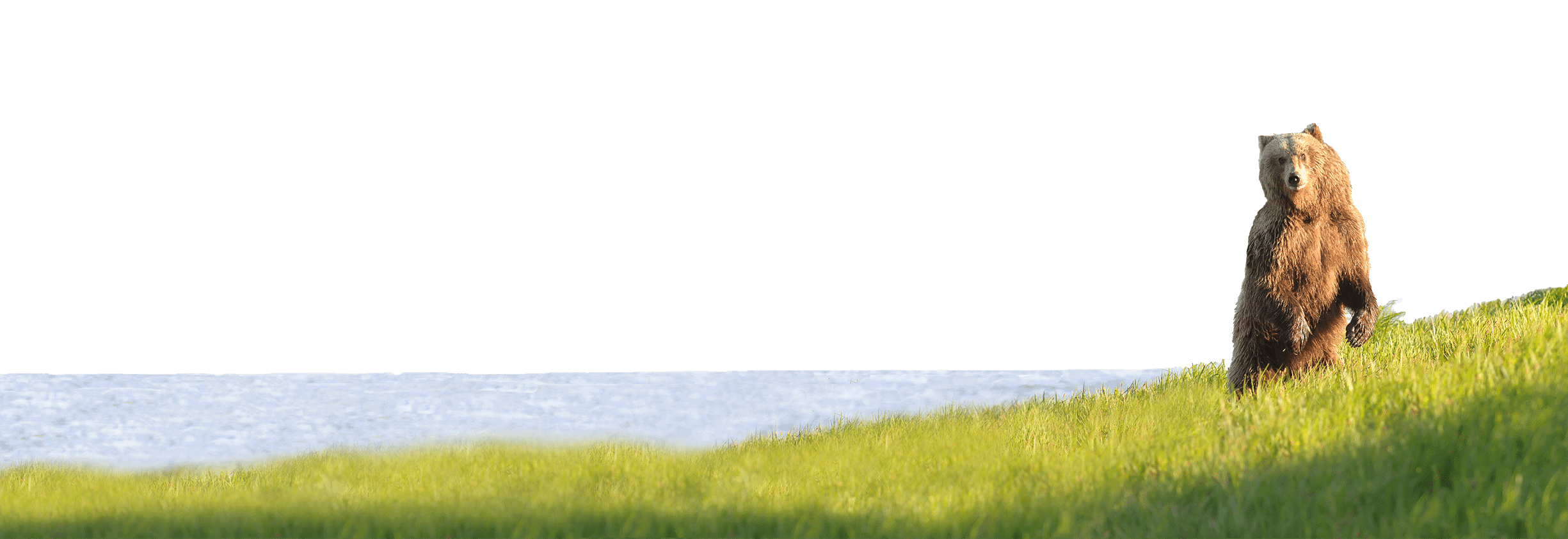 A bear stands on a grassy slope next to a tranquil body of water, gazing at one of nature's serene destinations.