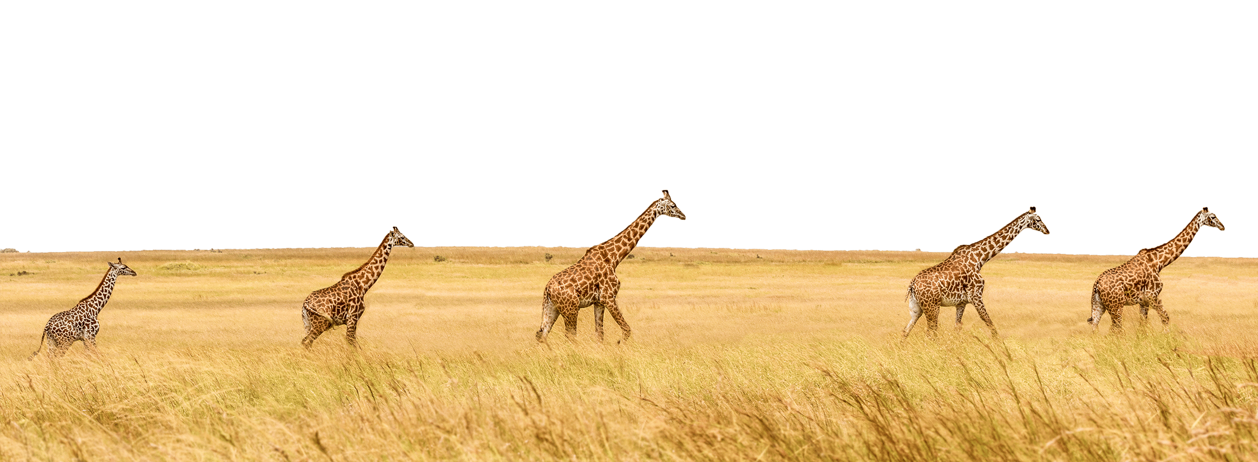 Five giraffes browse in a line through the grassy savannah, gracefully gliding like they're on a leisurely trip.